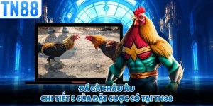 Đá Gà Châu Âu - Chi Tiết 5 Cửa Đặt Cược Có Tại TN88