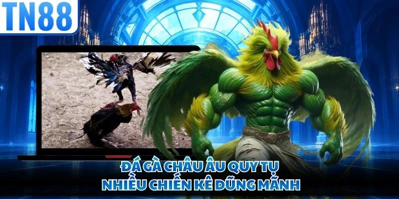 Đá gà châu Âu quy tụ nhiều chiến kê dũng mãnh