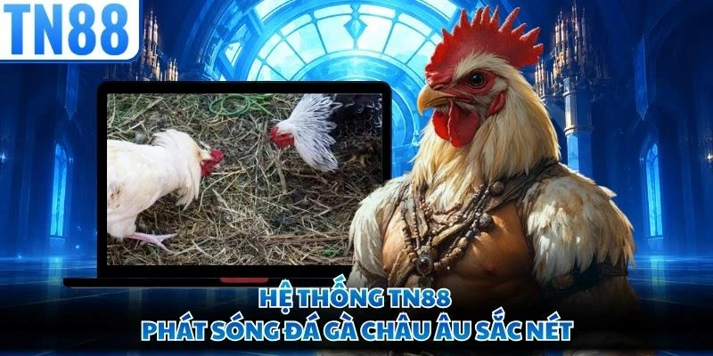 Hệ thống TN88 phát sóng đá gà châu Âu sắc nét