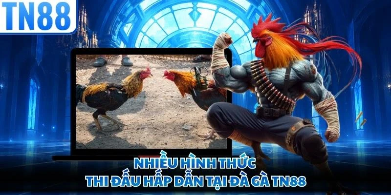 Nhiều hình thức thi đấu hấp dẫn tại Đà gà TN88