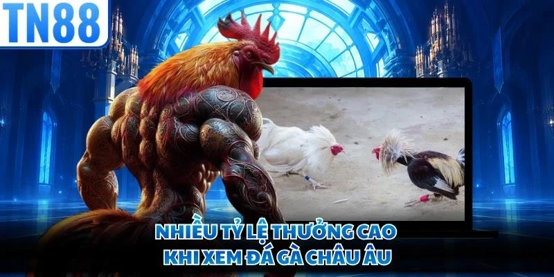 Nhiều tỷ lệ thưởng cao khi xem đá gà châu Âu