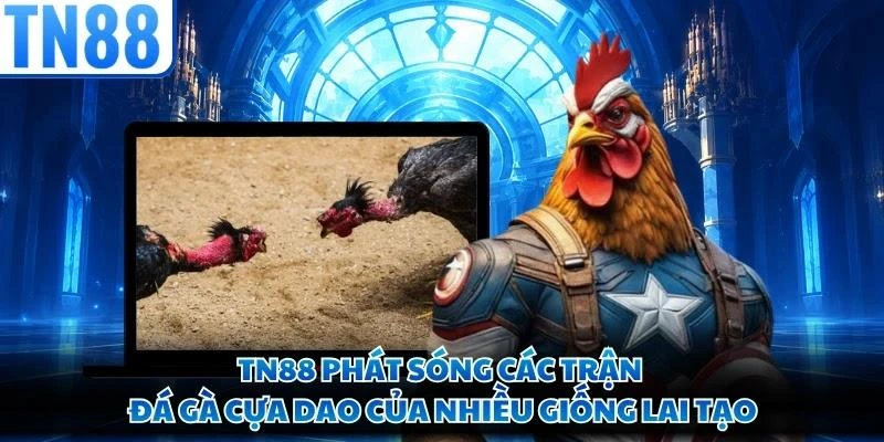 TN88 phát sóng các trận đá gà cựa dao của nhiều giống lai tạo